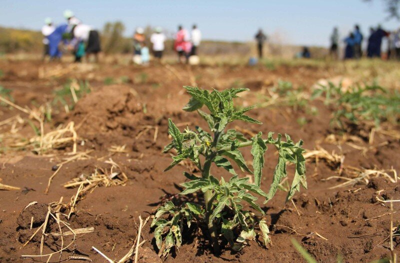 IFRC allocates $850,000 to help Iran combat drought