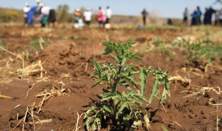 IFRC allocates $850,000 to help Iran combat drought