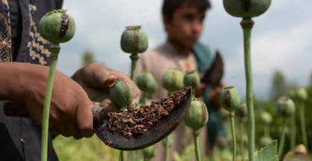 واکاوی ممنوعیت کشت خشخاش