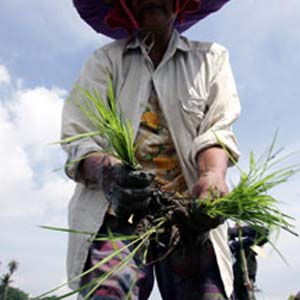 عامل اصلى رشد قيمت برنج در جهان چيست؟