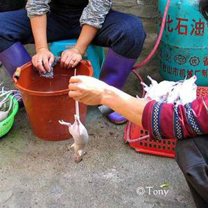 پچپچهها/ نمایشگاه غذاهای اسلامی در چین