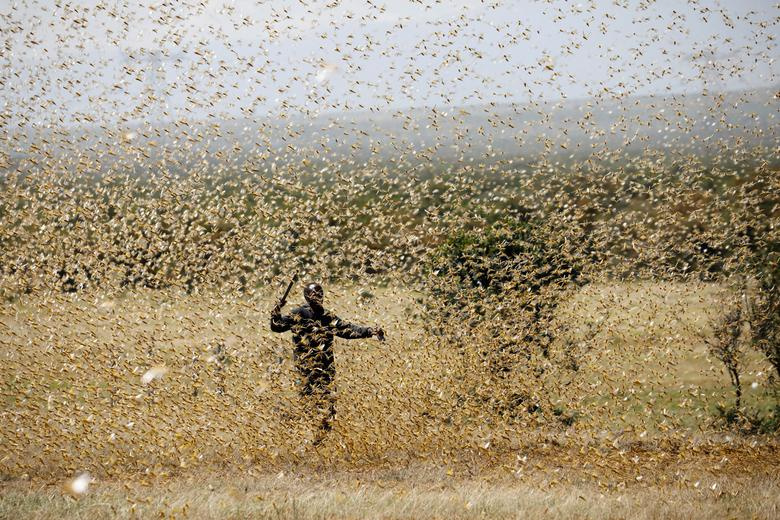 شرق آفریقا در جدال با ملخ ها