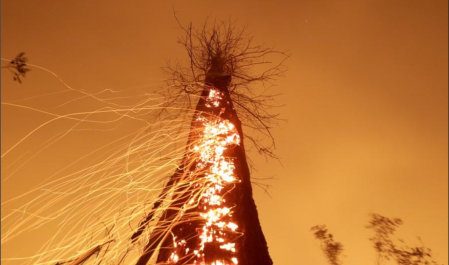 آمازون در آتش به روایت رویترز