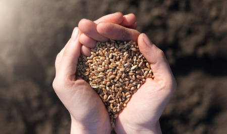 امنیت غذایی در سند الگوی اسلامی ایرانی پیشرفت